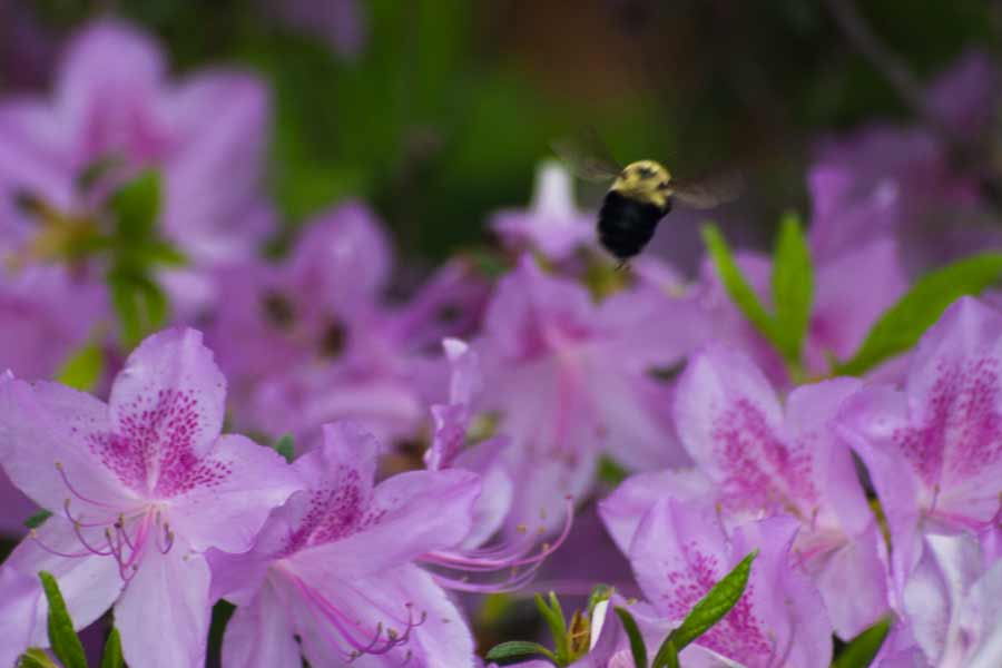 bee flying above flowers