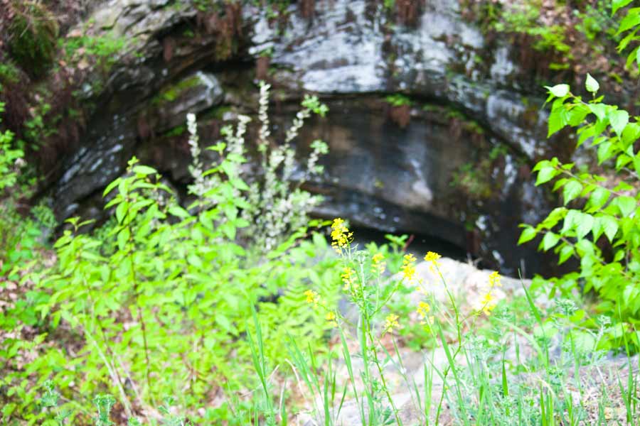 Yellow flowers at the mouth of the pothole