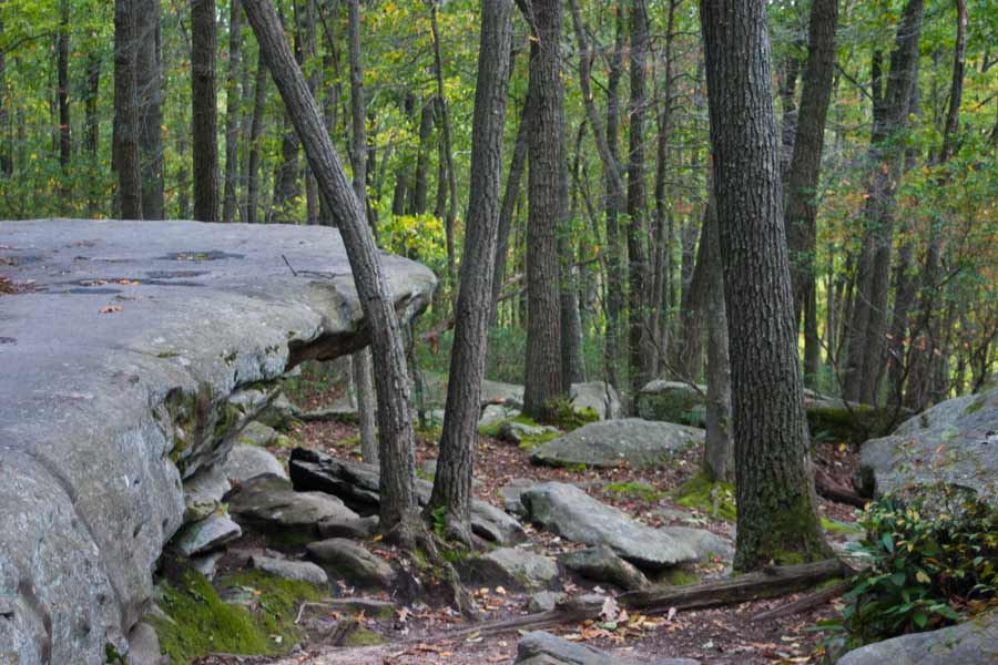 Cook Forest Boulders