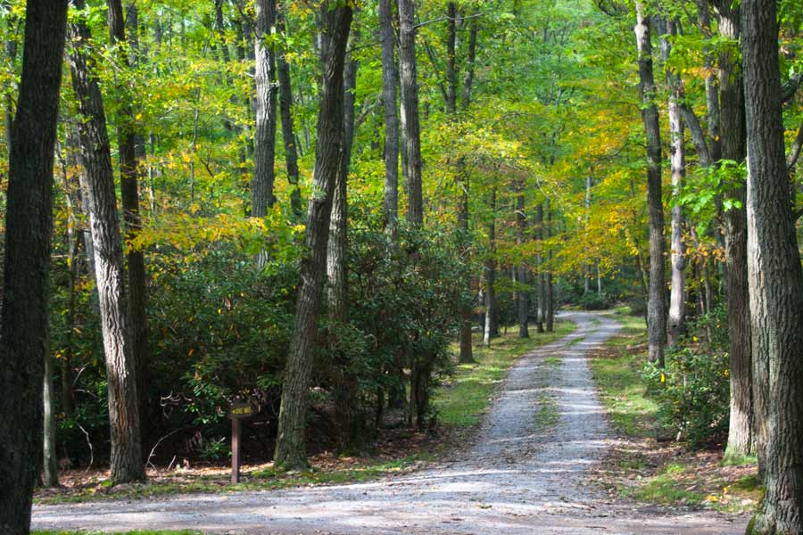 path through the forest