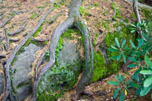tree roots wrap around a boulder