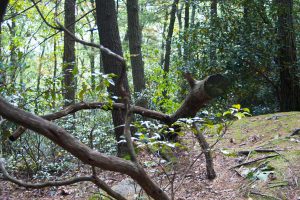 branches on the forest floor