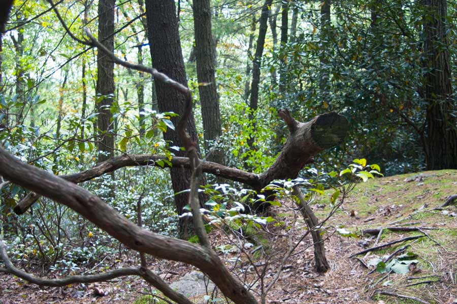 branches on the forest floor