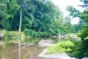 trees fallen in a stream