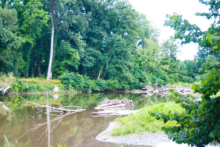 trees fallen in a stream