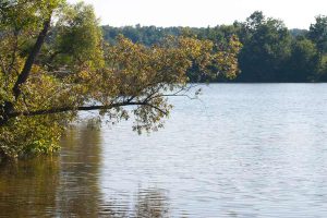 tree reaches over lake
