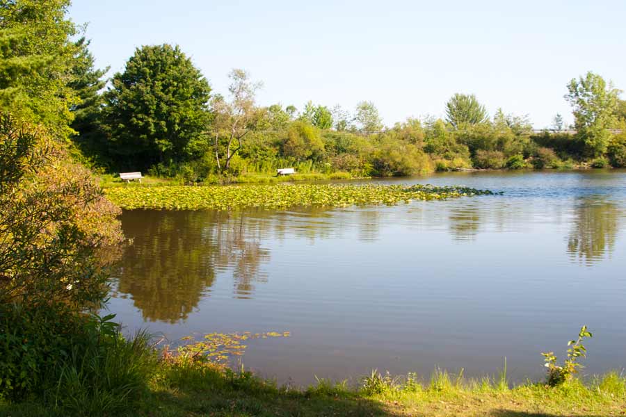 lake with lilies