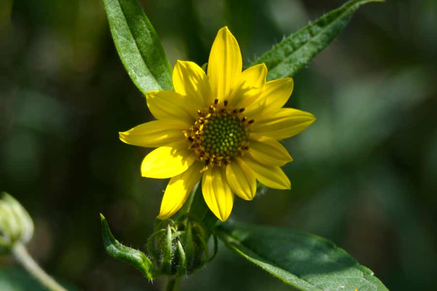 yellow flower