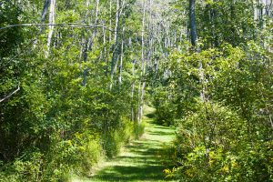 grass path through dense forest