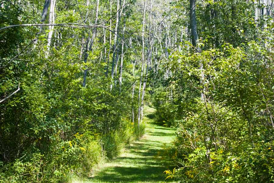 grass path through dense forest