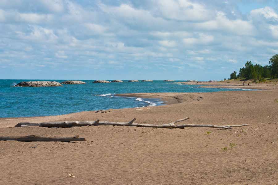 driftwood along the beach