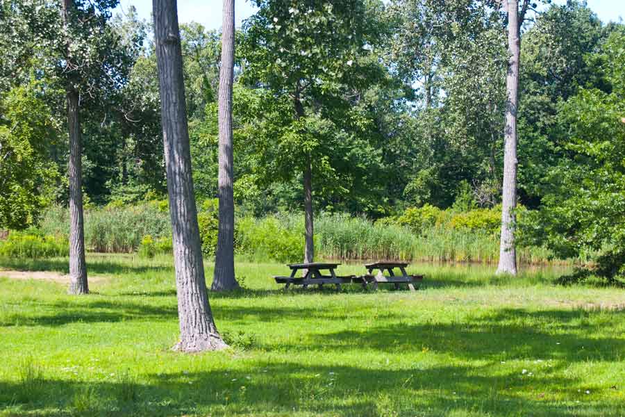 picnic tables in grass