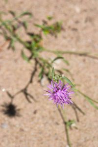 purple thistle flower