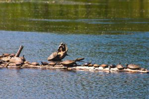a log full of turtles in a lake
