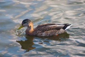 a mallard duck on the lake