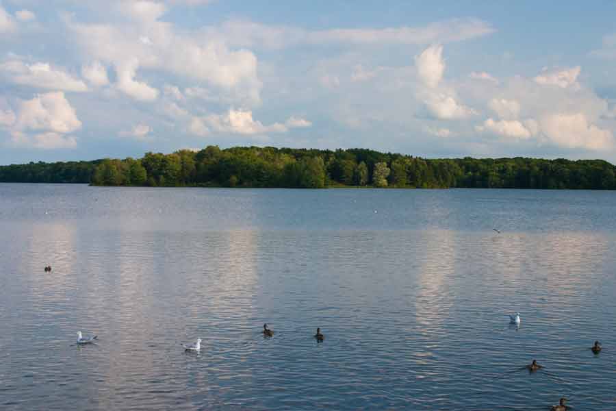 ducks and gulls floating on the lake