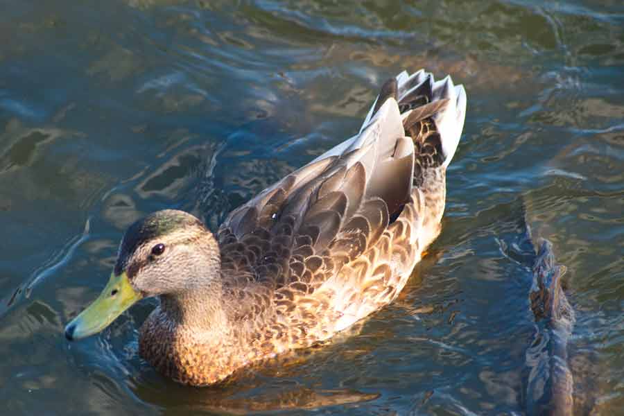 a mallard duck on the lake