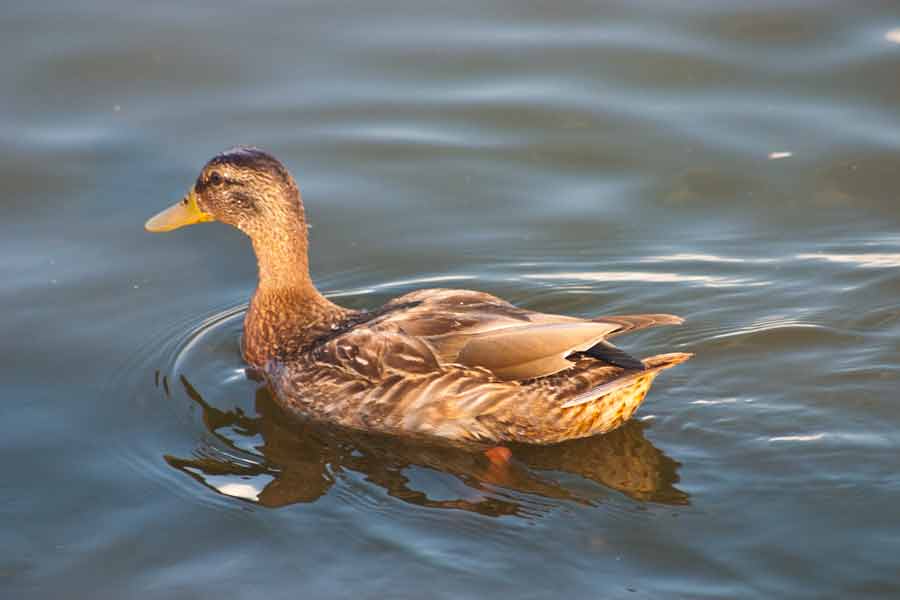 a mallard duck on the lake