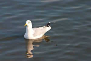 gull floating on the lake