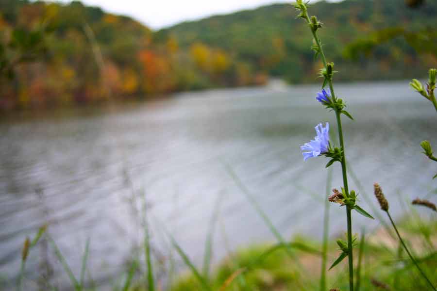 blue cornflower with blurred lake and fall colors