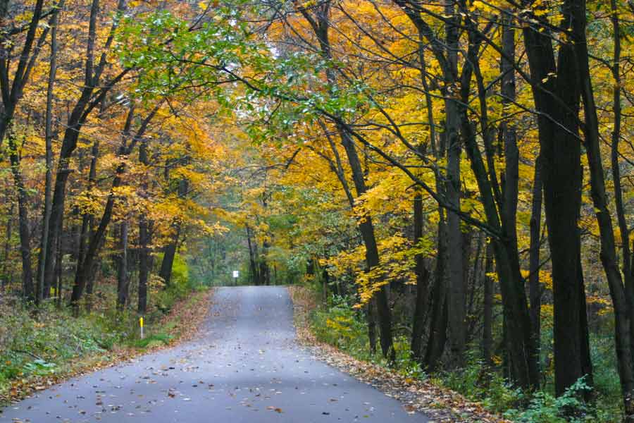 road surrounded by fall colors