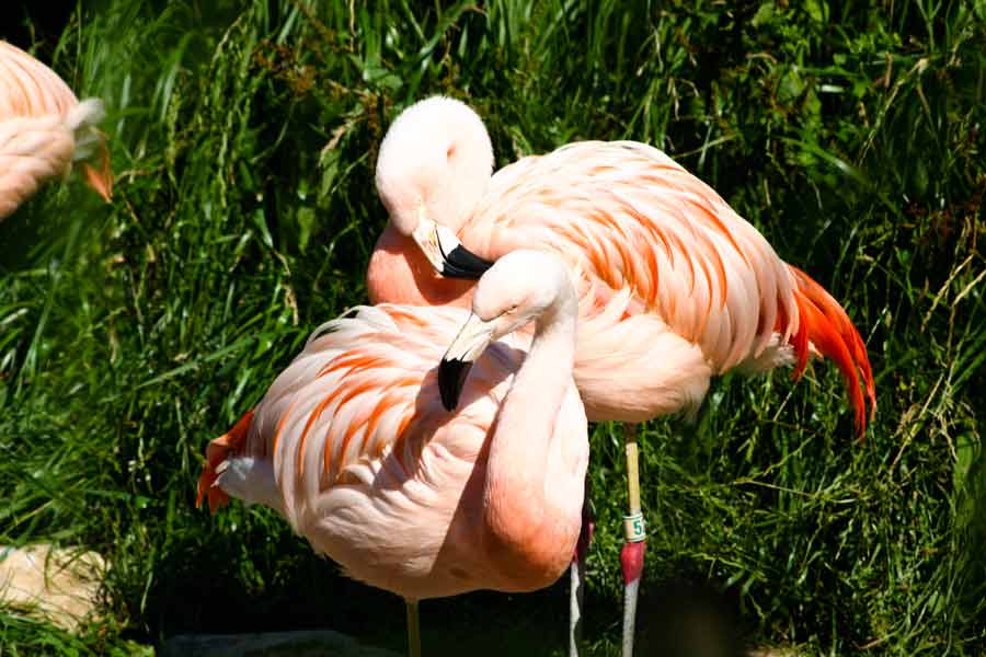 flamingos