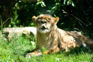 female lion relaxes at the Akron Zoo