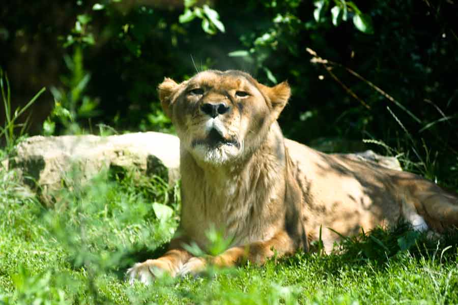 female lion relaxes at the Akron Zoo
