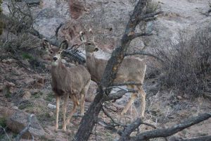 two deer at Bandelier