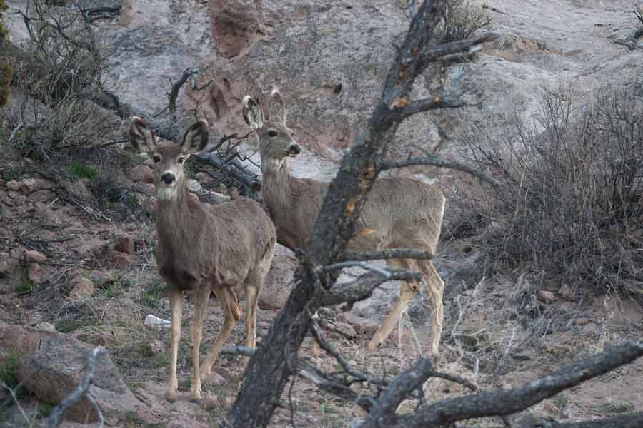 two deer at Bandelier