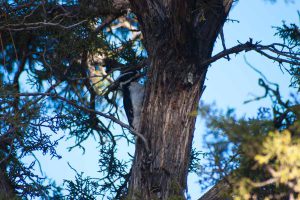 woodpecker in a tree