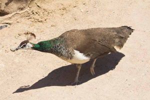 A peacock wanders around the grounds.