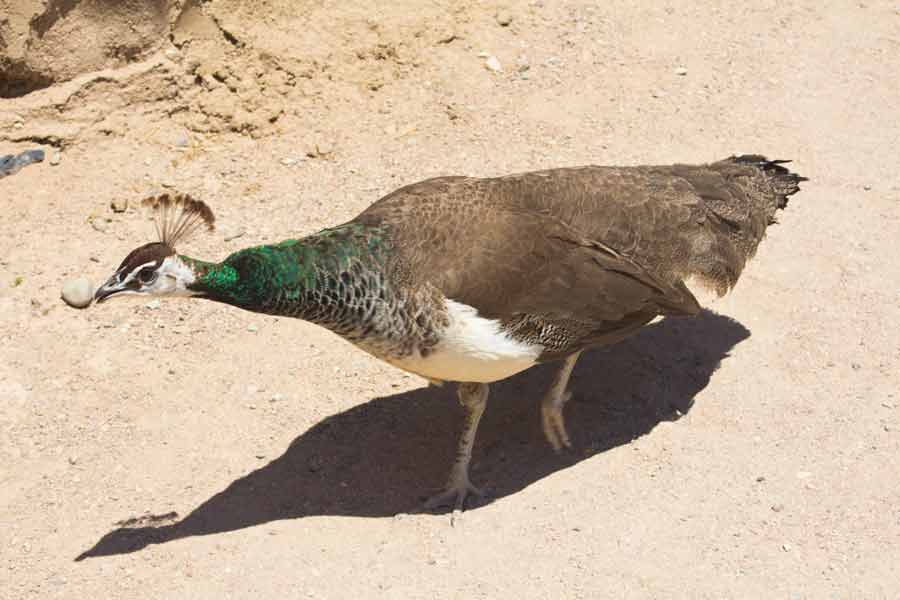 A peacock wanders around the grounds.