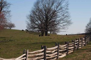 Cows graze behind a wooden fence.