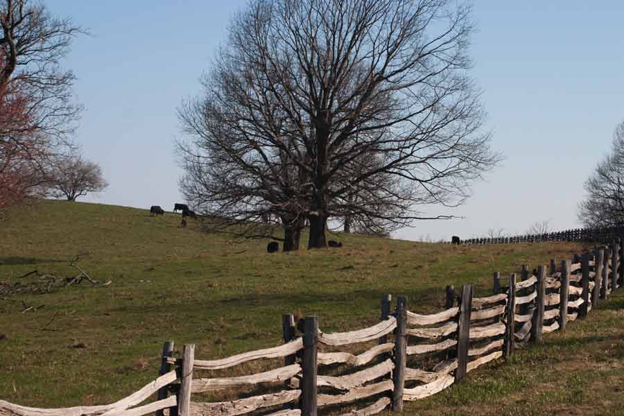 Cows graze behind a wooden fence.