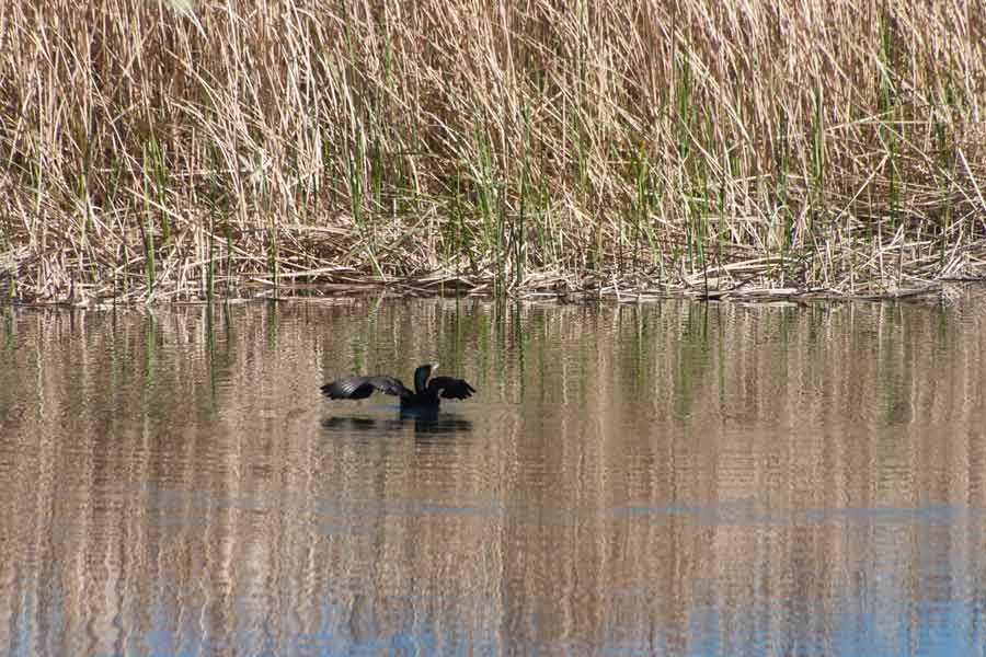 A duck touches down on a lake.
