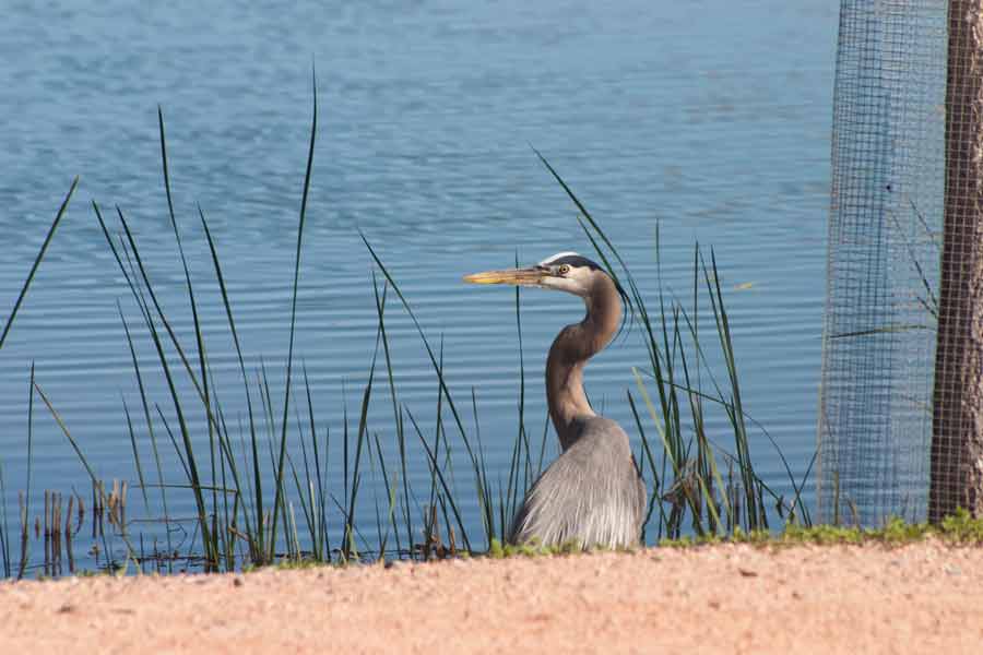 A heron sits beside a lake.