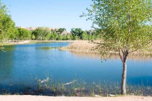 a tree beside a lake