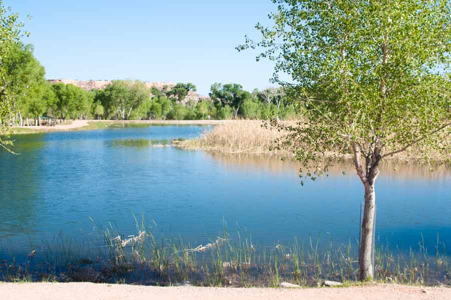 a tree beside a lake