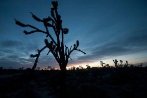 a cactus against the night sky