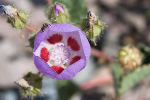 a bee on a partly opened flower