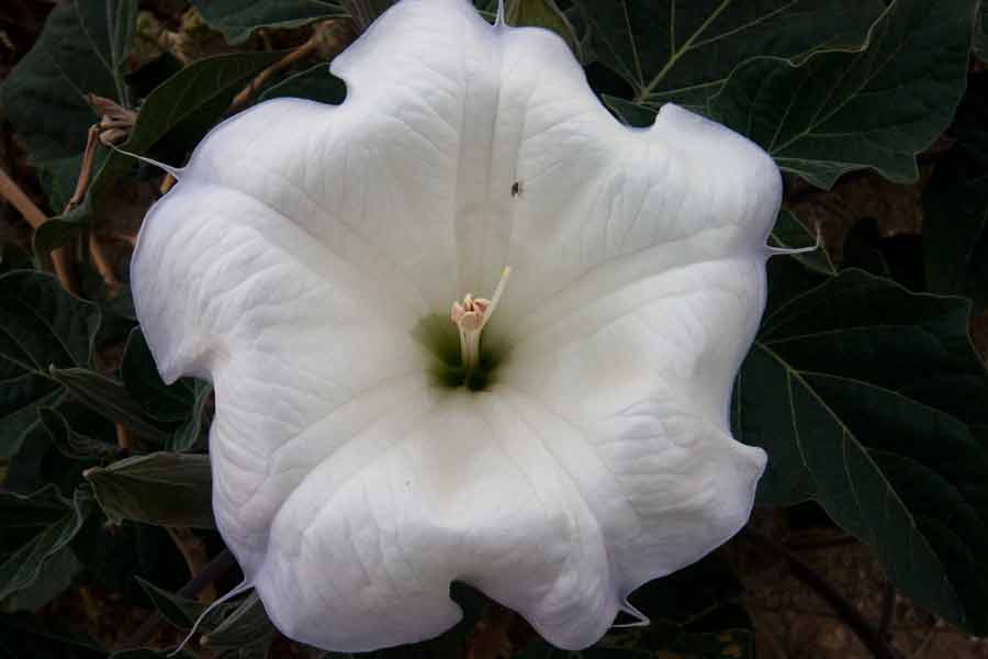 a white flower