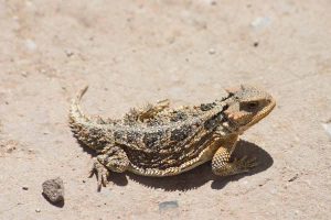 short-horned lizard
