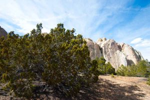 the rock wall in the background behind a bush