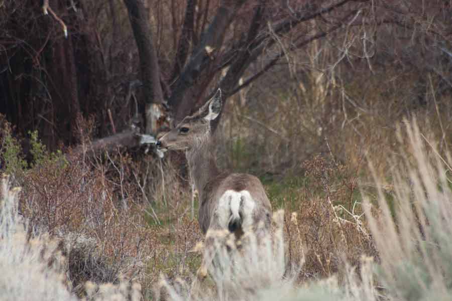 Great Basin National Park