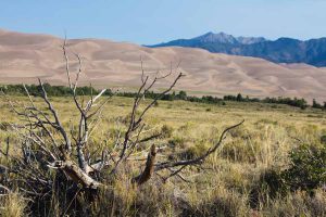 A dead tree lays on the ground with the dunes behind it.