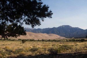 a pine tree in the foreground, the dunes and mountains in the background