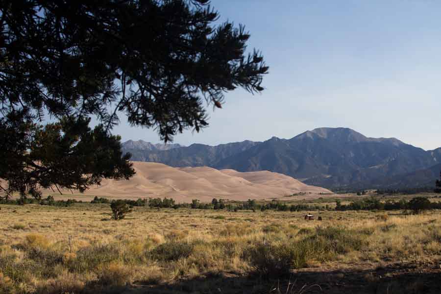 a pine tree in the foreground, the dunes and mountains in the background