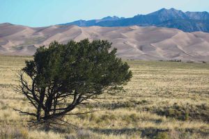 a wind-swept tree in front of the dunes and mountains