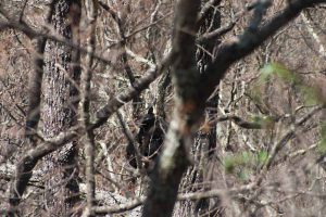 A young bear climbs a tree.